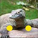 100 Pics Quiz Answers Animals Level 78