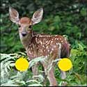 100 Pics Animals Answers Level 79