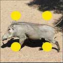 100 Pics Animals Answers Level 80