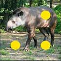 100 Pics Quiz Answers Animals Level 81
