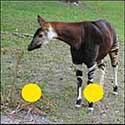 100 Pics Animals Answers Level 82