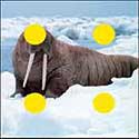 100 Pics Quiz Answers Animals Level 84