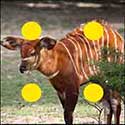 100 Pics Quiz Answers Animals Level 85