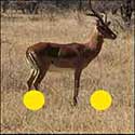 100 Pics Quiz Answers Animals Level 86