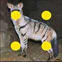100 Pics Animals Answers Level 87