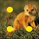 100 Pics Quiz Answers Animals Level 89
