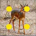100 Pics Quiz Answers Animals Level 90