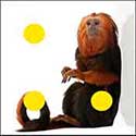 100 Pics Quiz Answers Animals Level 91