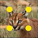 100 Pics Quiz Answers Animals Level 94