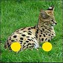100 Pics Quiz Answers Animals Level 97