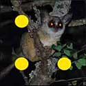 100 Pics Quiz Answers Animals Level 98