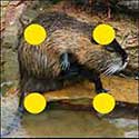 100 Pics Quiz Answers Animals Level 99