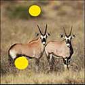 100 Pics Quiz Answers Animals Level 100