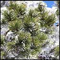 100 Pics Winter Answers Level 79