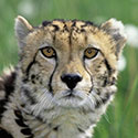 100 Pics Animal Planet Answers Level 1