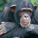 100 Pics Animal Planet Answers Level 3