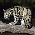 100 Pics Animal Planet Answers Level 4