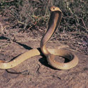 100 Pics Animal Planet Answers Level 5