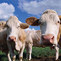 100 Pics Animal Planet Answers Level 6