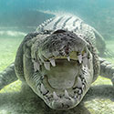 100 Pics Animal Planet Answers Level 7