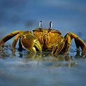 100 Pics Animal Planet Answers Level 8