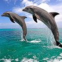100 Pics Animal Planet Answers Level 9