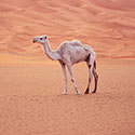 100 Pics Animal Planet Answers Level 10