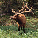 100 Pics Animal Planet Answers Level 13
