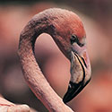 100 Pics Animal Planet Answers Level 14