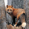 100 Pics Animal Planet Answers Level 15