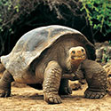 100 Pics Animal Planet Answers Level 16