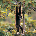 100 Pics Animal Planet Answers Level 17