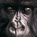 100 Pics Animal Planet Answers Level 18
