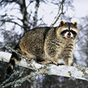 100 Pics Animal Planet Answers Level 21