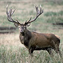100 Pics Animal Planet Answers Level 22