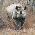 100 Pics Animal Planet Answers Level 24