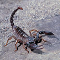 100 Pics Animal Planet Answers Level 25