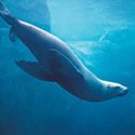 100 Pics Animal Planet Answers Level 26