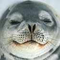 100 Pics Animal Planet Answers Level 28