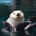 100 Pics Animal Planet Answers Level 29