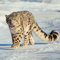 100 Pics Animal Planet Answers Level 30
