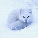 100 Pics Animal Planet Answers Level 31