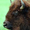 100 Pics Animal Planet Answers Level 32