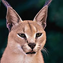 100 Pics Animal Planet Answers Level 33