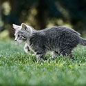 100 Pics Animal Planet Answers Level 34