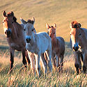 100 Pics Animal Planet Answers Level 35