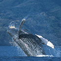100 Pics Animal Planet Answers Level 36