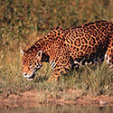 100 Pics Animal Planet Answers Level 37