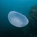 100 Pics Animal Planet Answers Level 38