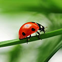 100 Pics Animal Planet Answers Level 40